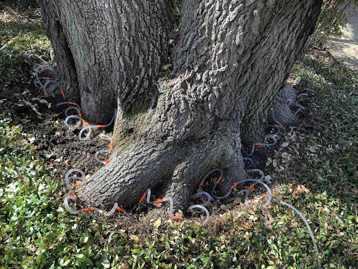 Detailed Tree Cabling and Bracing job site in Alvin