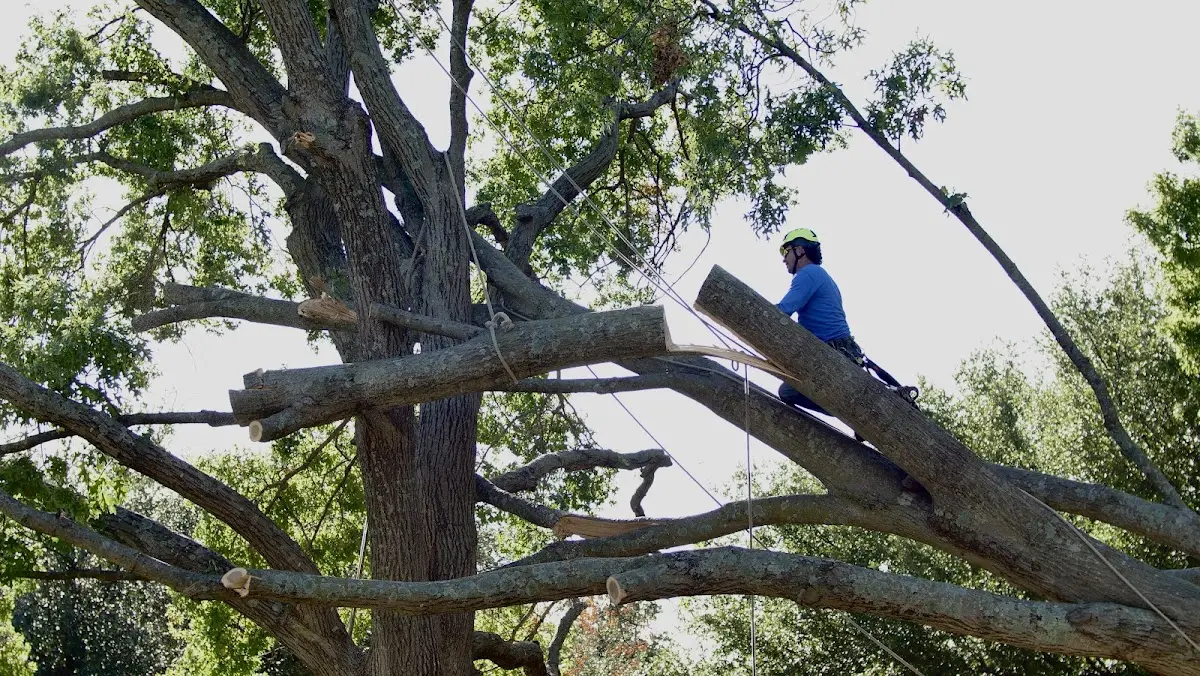 Professional Crown Thinning performed by certified arborists in Alvin