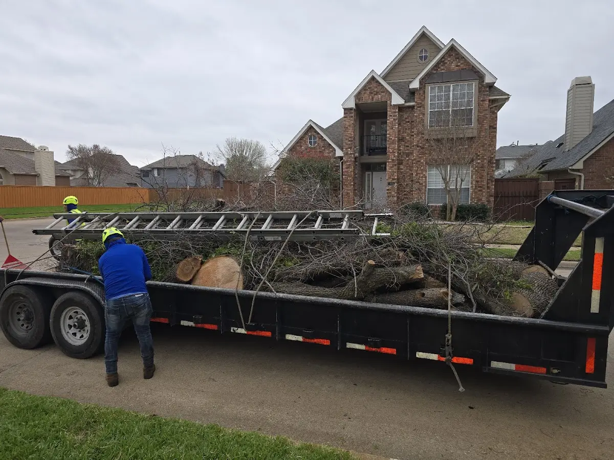 Expert Deadwooding with proper safety equipment in Alvin